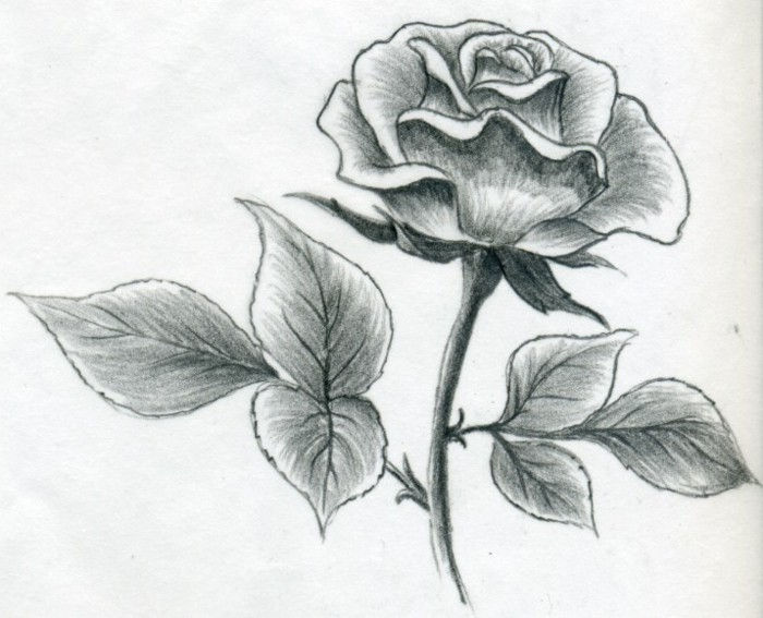 Kresliť učiť-s-ceruzka-a-Rose