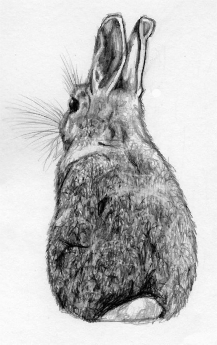 -Drawings s ceruzkou s-a-králičie