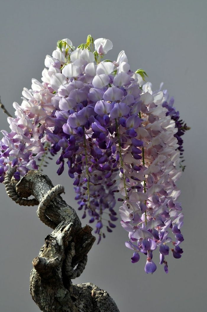 antic-chineză Wisteria bonsai de copac flori violet