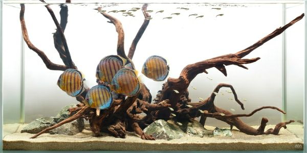 akvarium-rumsavdelare-intressant design