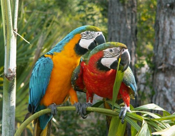 ara-papagáj-papagáj-buy-buy-papagáj, papagáj tapety farebné-papagei--