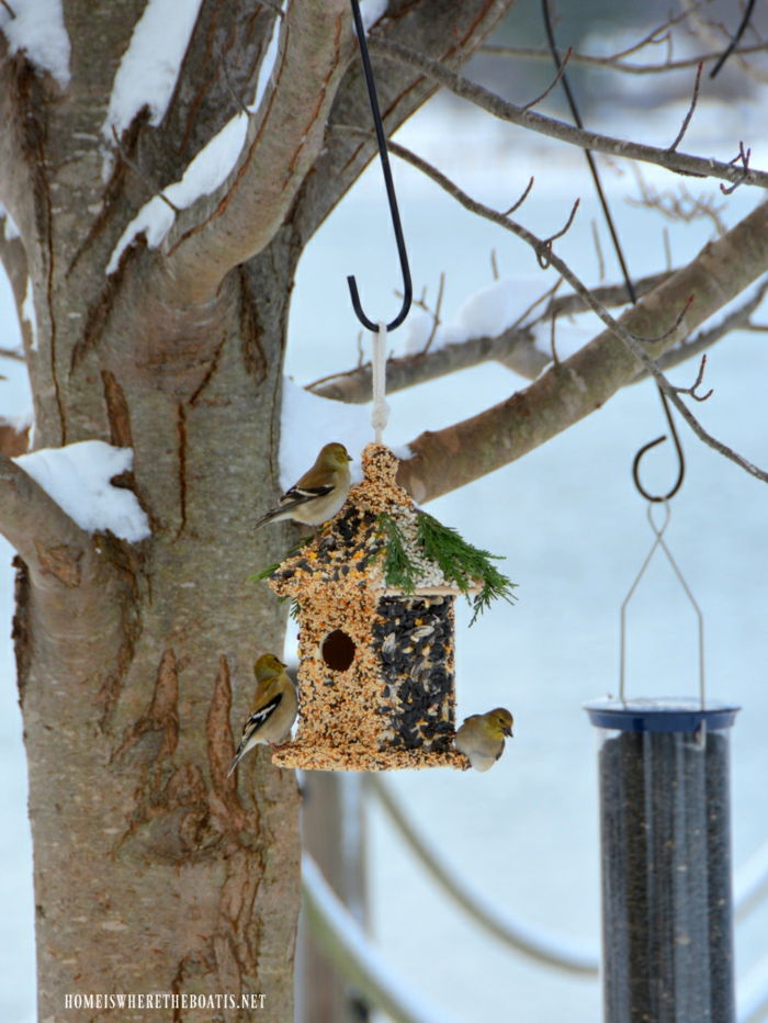 Casa per mangiatoie per uccelli con semi e semi di girasole, tre piccoli passeri, neve sui rami