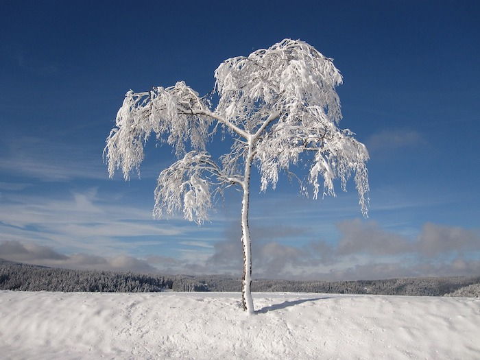 immagini romantiche invernali - un cielo blu con nuvole grigie e bianche e un albero con la neve