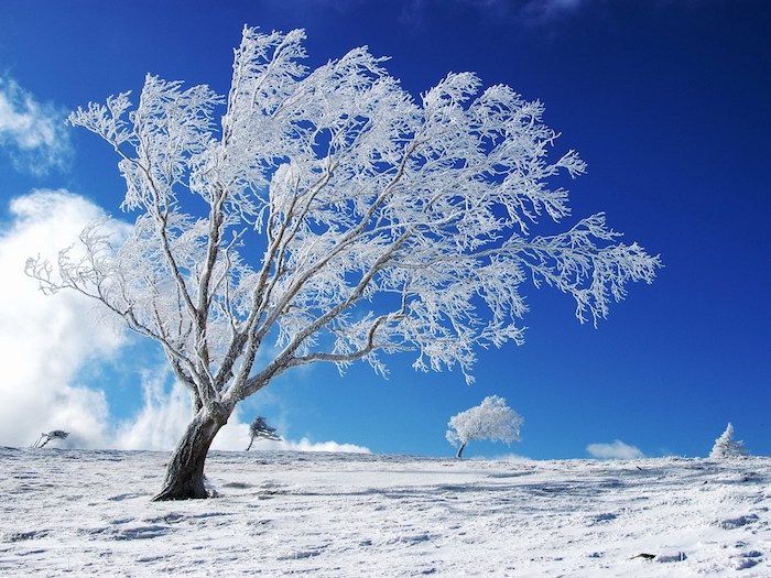 neve e un cielo blu con nuvole bianche - un albero bianco con la neve