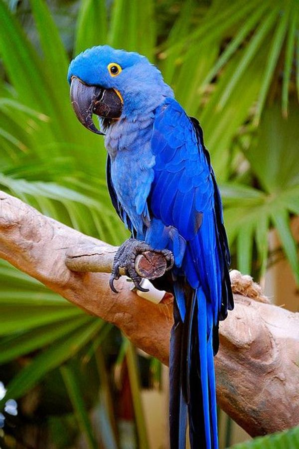 -blauer-papagáj-papagáj, papagáj tapety papagáj