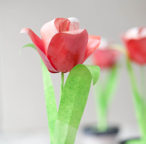 kwiat-brzęczenie-różowy tulipan- zdjęcie zrobione z bliska