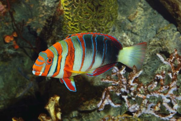 farebný-fish-farebné-fish-nádherné-fotky-cool-bilder--