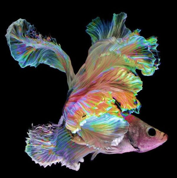 --bunte-fish-farebné-fish-nádherné-fotky-cool-paintings-