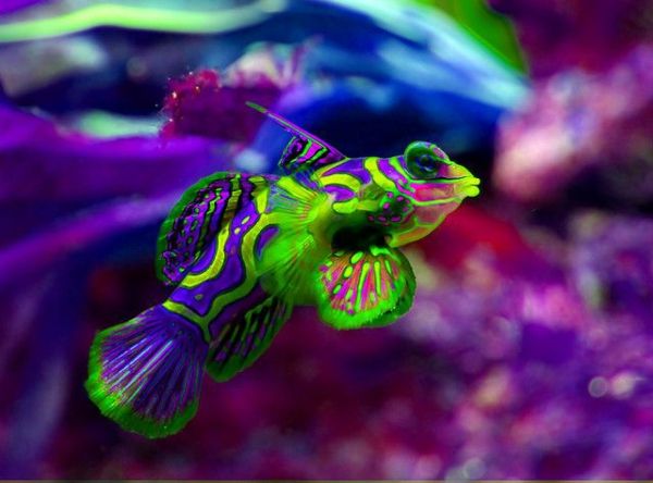 --bunte-fish-farebné-fish-nádherné-fotky-cool-bilder--