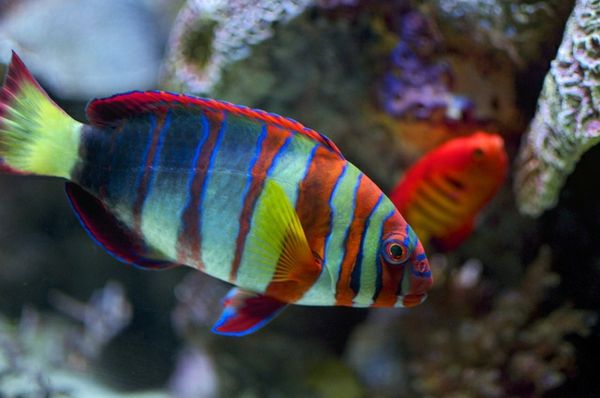 farebné-fish - farebné-fish-nádherné-fotky-cool tapety