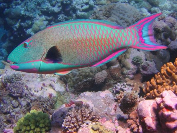 farebný-fish-nádherné-farby-cool tapety