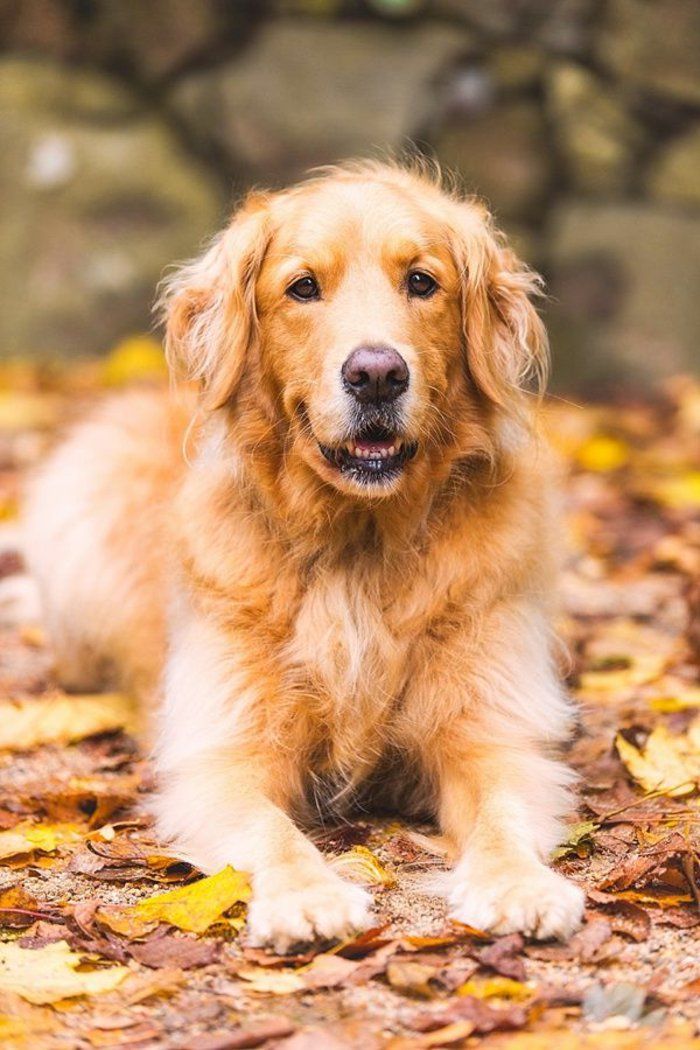 Fotografie de câine rece câine toamnă frunze colorate