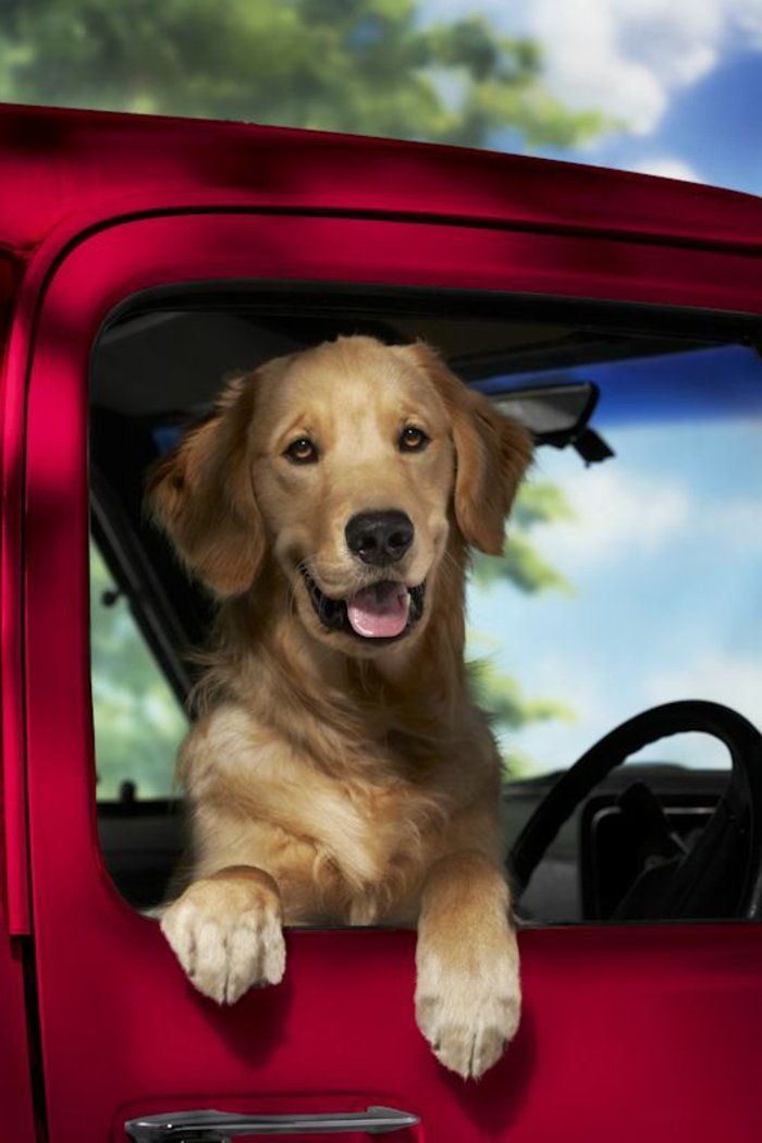 Fotografie: cool-de-câini Red Car fereastra Look-through