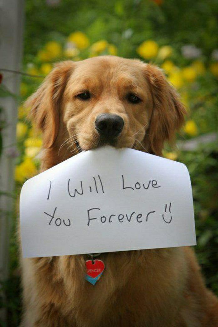 Cool Dog Fotografii ortografică declarație de dragoste-dulce