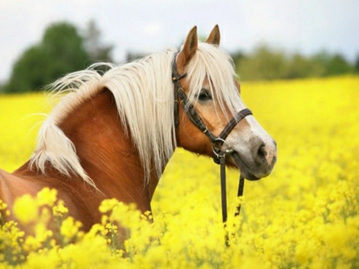 cool-attraktive-vakre-hester-i-hvit-og-brun-on-the-rapporterte