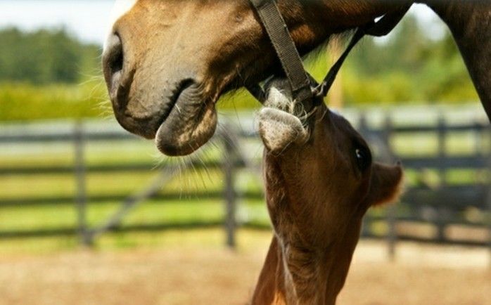 cool-morsomme-bilder-vakre-horse-nut-og-litt-baby