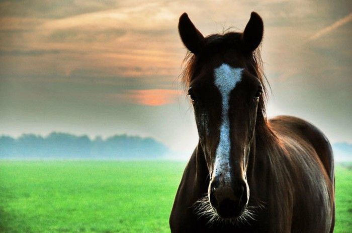 the-mest-horse-the-world-unike-dyr-i-brunt og hvitt