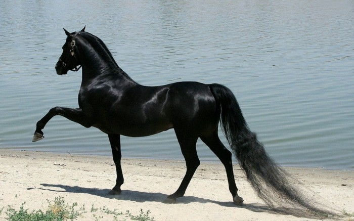 the-mest-horse-the-world-svart-horse-helt-elegant-og-skinnende