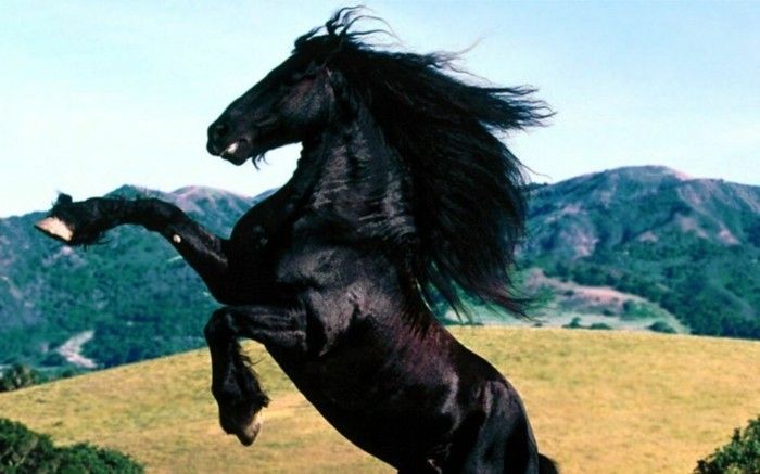 the-mest-horse-the-world-svart-tier one-bit-aggressive