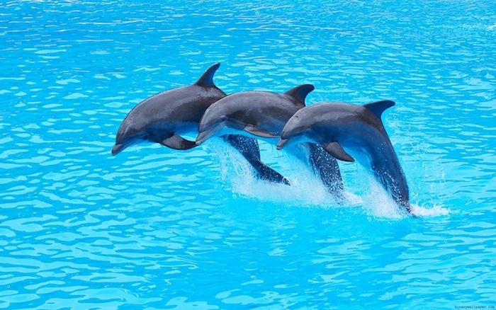 ďalší obrázok s tromi šedými delfínmi, ktoré prechádzajú cez modrú vodu veľkého bazéna