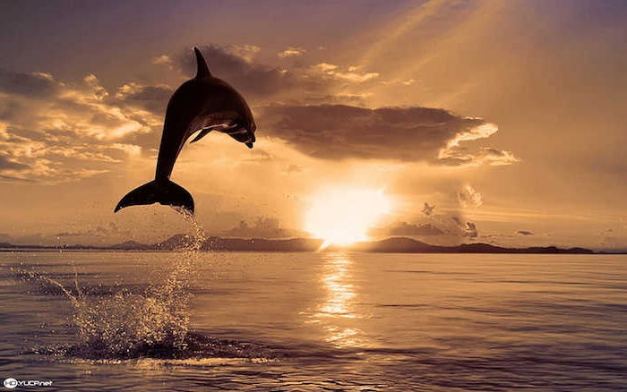 hádzať im pohľad na túto myšlienku na tému snímok delfíny - tu je čierny delfín skákanie do mora a slnka a mnoho mraky - delfíny na túto tému v západu slnka