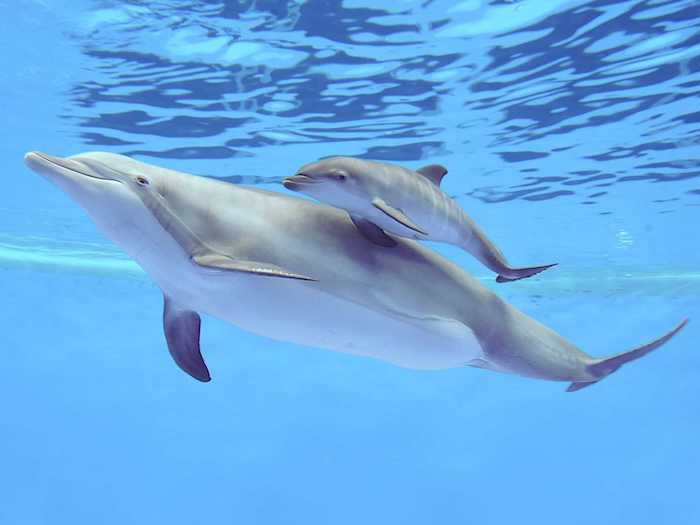 Tu ukážeme obrázok s dvoma sivými plávajúcimi delfínmi v bazéne s modrou vodou - na tému veľkých delfínov