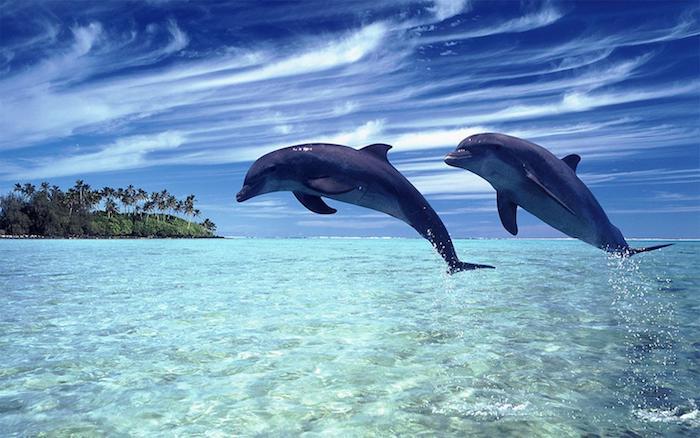 Na tému inšpiratívnych snímok delfínov - tu nájdete dvoch veľkých sivých delfínov, ktorí skočili cez modrú vodu a ostrov s množstvom zelených paliem a modrou oblohou s bielymi oblaky