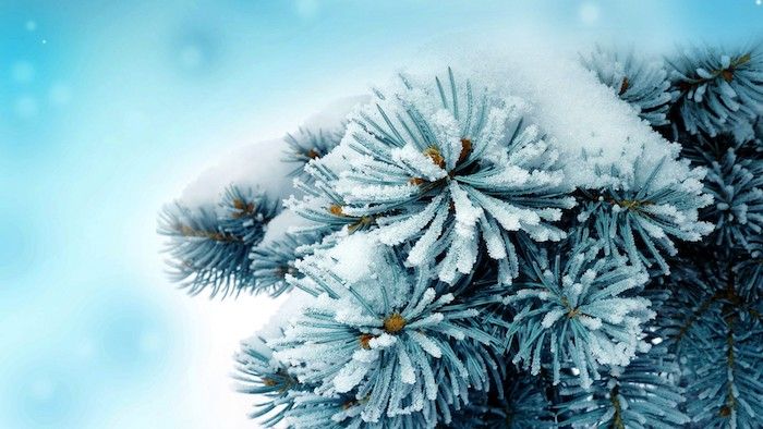 immagine invernale con un albero con neve e fiocchi di neve - immagini romantiche invernali