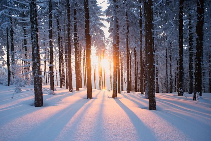 una foresta con neve e molti alberi nel tramonto - cielo e sole - bellissime foto invernali