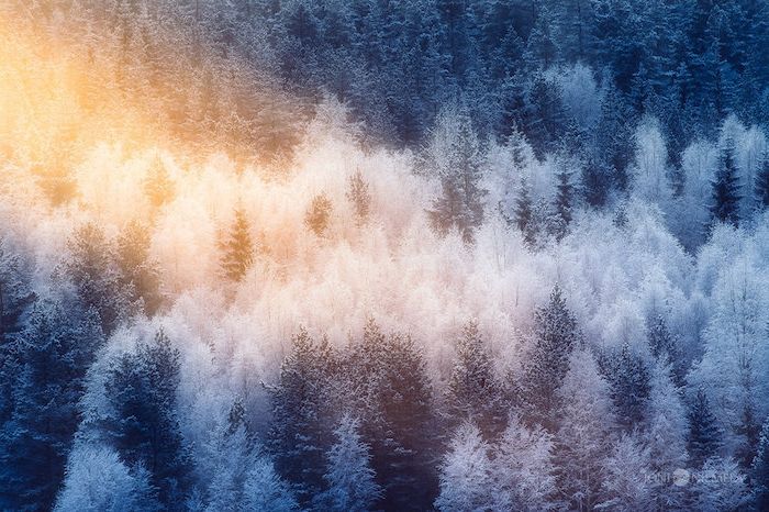 una foresta con molti alberi bianchi e neri e neve al tramonto - immagini romantiche d'inverno
