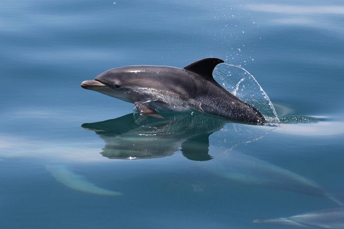 Pozrite sa na túto myšlienku na tému fotografie delfín - tu je šedý delfín, ktorý preletel cez modrú vodnú hladinu mora