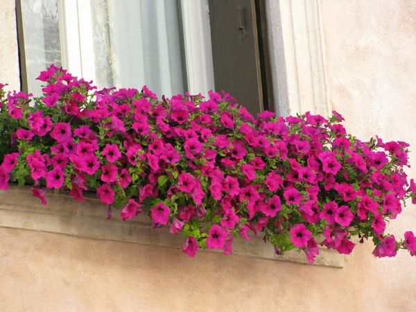 fantastik - balkon için çiçek kutusu-için-pembe-çiçek-çiçek-kutusu