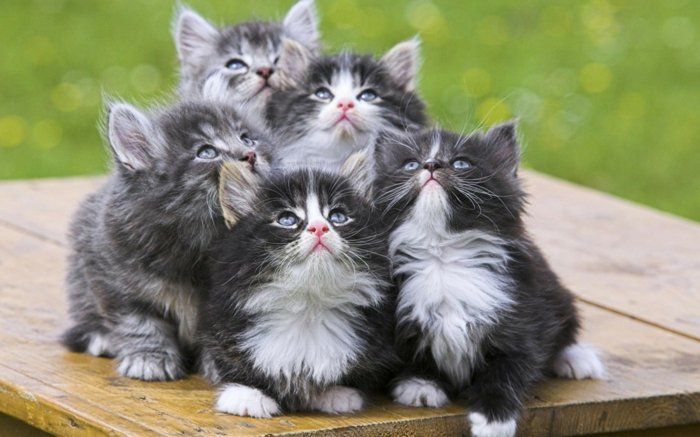 kabarık tatlı kedi yavruları-gri-siyah kürk-ile-beyaz-noktalar