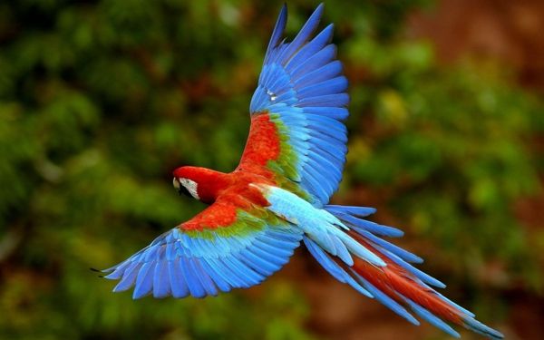 Lietajúci papagáj farebný papagáj-papagájov tapety Papagáj tapety