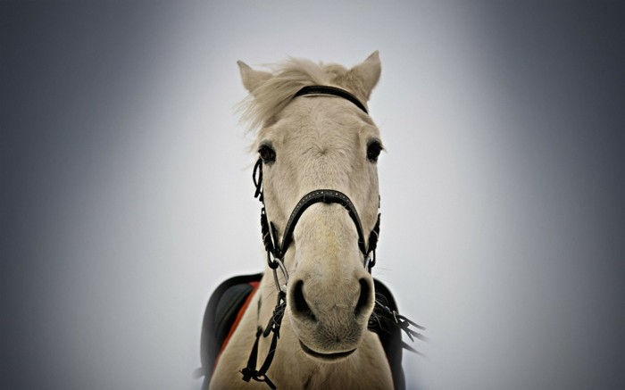 bilde av-close up-tatt-vakre-horse-lys-background-