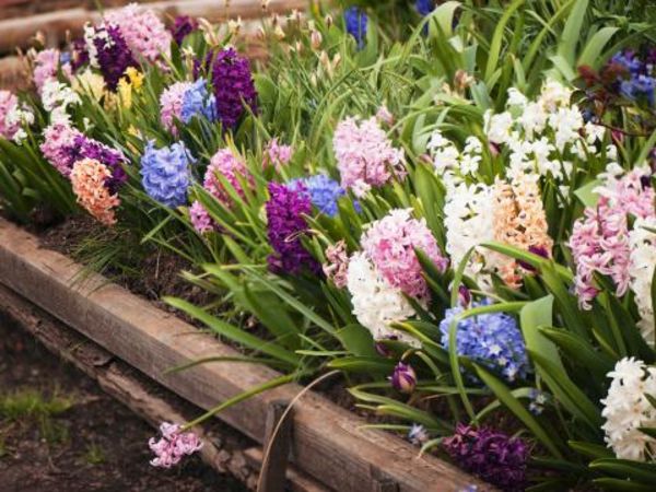 farebné Mixed-hyacint