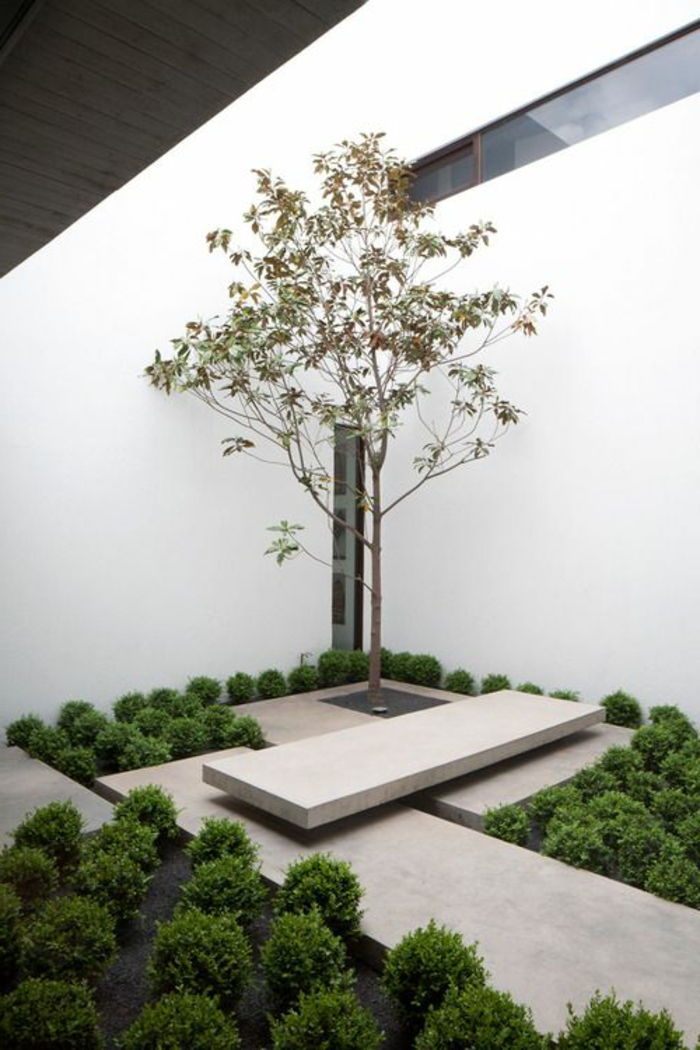 osamelý strom vysadený v minimalistickej záhrade obklopenej mnohými zelenými kríkmi