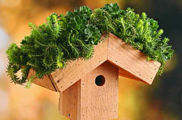 grön tak-birdhouse-självbyggande-grön plantering