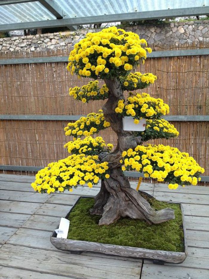 pat groser Yellow Blossoms bonsai flori mușchi