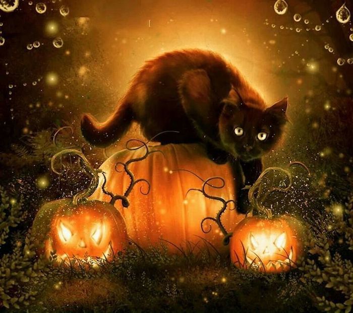 en svart katt och tre pumpor spindelväv med vattendroppar - Halloween bilder