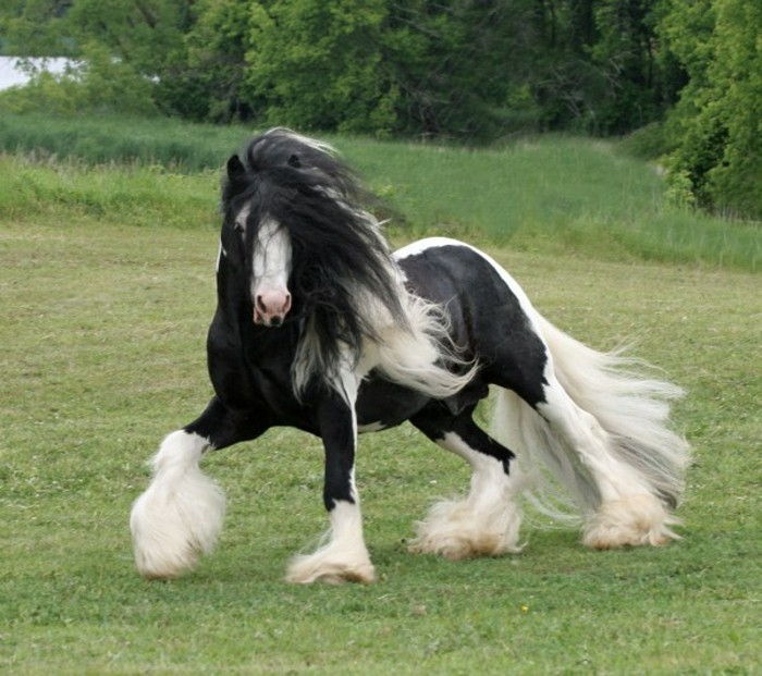 vakre-vakre-hester-i-hvit-og-svart-gal-at-the-gresset