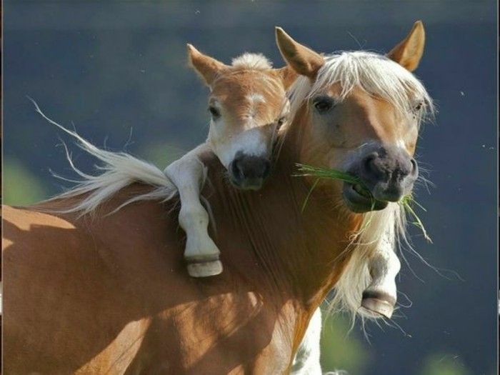 nydelig bilde-vakker-horse-inspirasjon-the-små-og-mamma