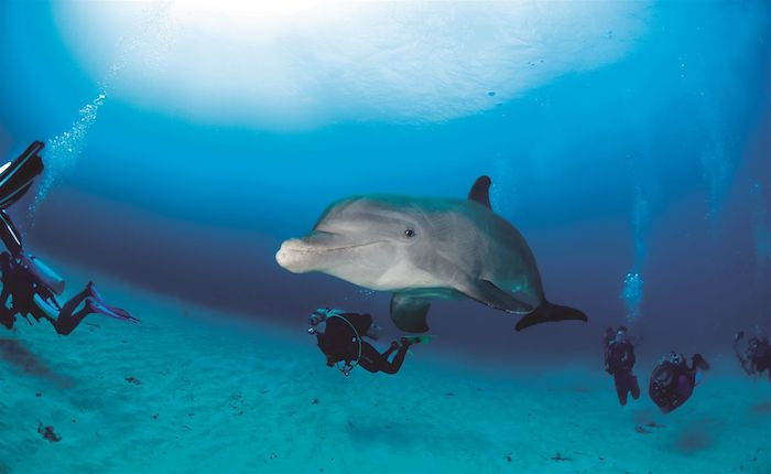 Teraz vám ukážeme obrázok s niektorými plávajúcimi ľuďmi a veľkým šedým a plaveckým delfínom a modrou vodou - skvelý nápad pre témy delfínov