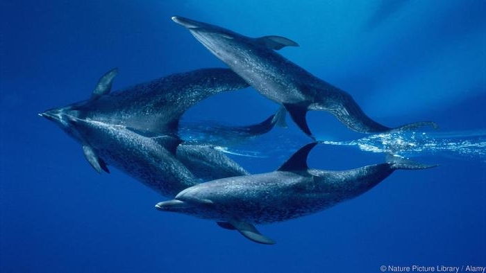 ďalšia myšlienka na tému s plovoucimi delfínmi - tu sú dva sivé veľké delfíny v mori s modrou vodou