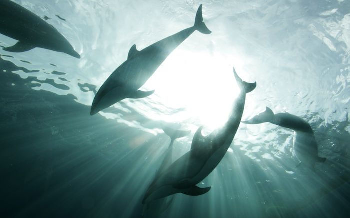 štyri sivé a veľmi veľké delfíny plávajú v mori - ďalší skvelý nápad na tému delfínov