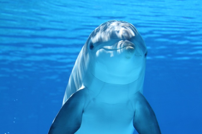 Ešte krásny obrázok s plávajúcim delfínom v mori s modrou vodou - na snímku s delfíny