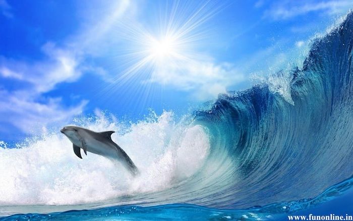 skvelé obrázky s delfínmi, ktoré by sa vám mohli páčiť - tu je delfín, veľké vlny, modrá voda a slnko