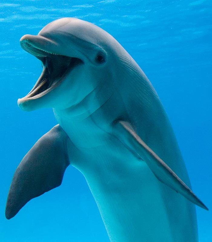 pozrite sa na tento obrázok s plávajúcim šedým tancujúcim veľkým delfínom v bazéne s modrou vodou - obrázky s delfínmi