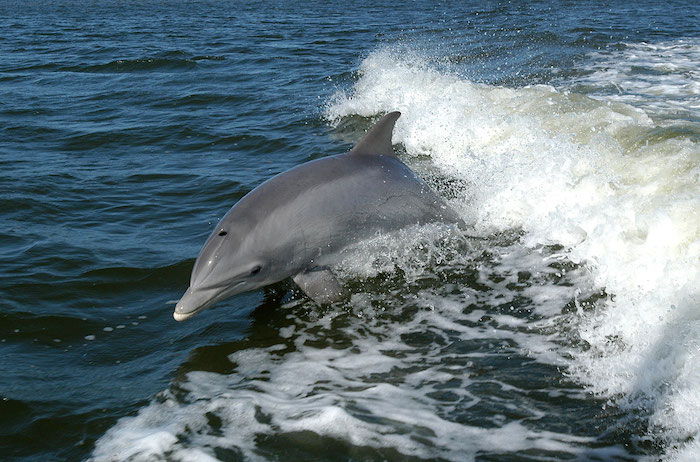 Tu nájdete šedý delfín, ktorý skočí cez more s modrou vodou - skvelý nápad pre témy delfínov, ktoré si môžete skutočne užiť