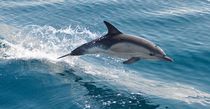 Odporúčame vám, aby ste si pozreli tento obrázok - tu nájdete veľký sivý delfín skákajúci cez modrú vodu mora